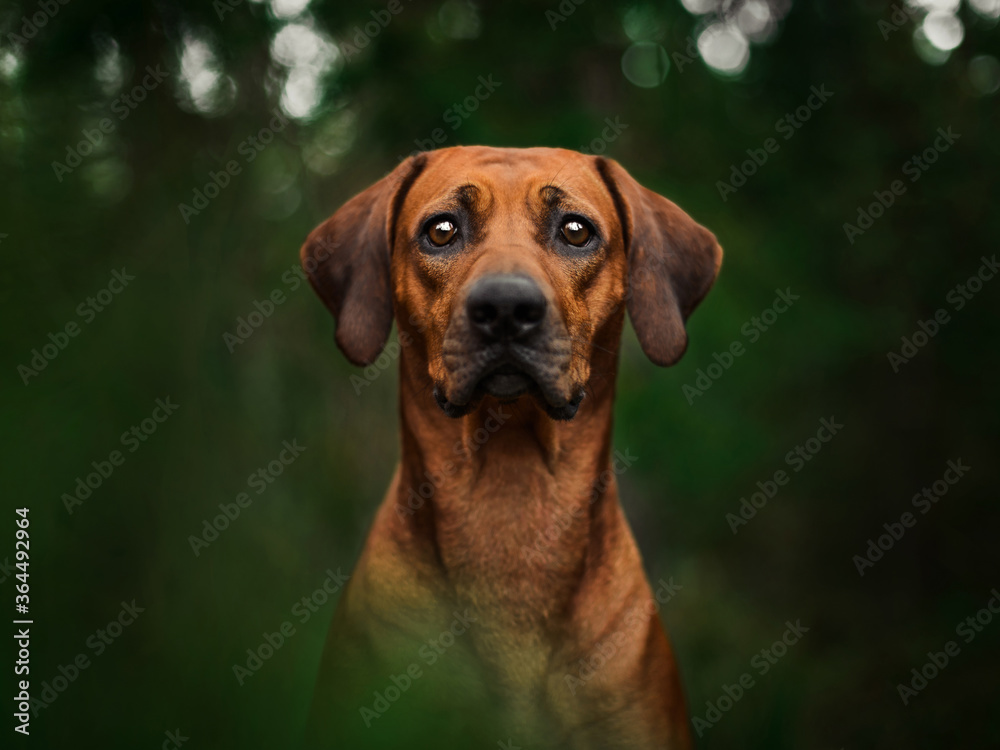 Adorable Rhodesian Ridgeback close up portrait in forest scene Adorable Rhodesian Ridgeback close up portrait in forest scene