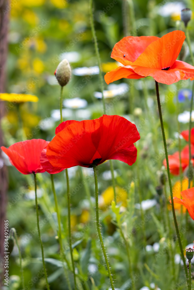 Obraz premium Poppies flowering in a strip of wildflowers in East Grinstead
