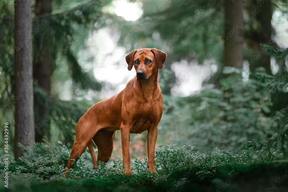 Adorable Rhodesian Ridgeback standing on rock in forest Adorable Rhodesian Ridgeback standing on rock in forest