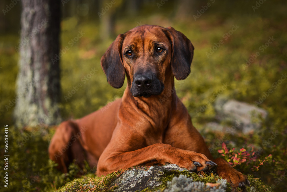 Adorable Rhodesian Ridgeback lying on mossy rock in forest