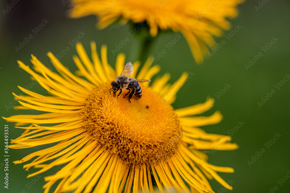 Obraz Pszczoła na kwiecie omanu fototapeta, plakat