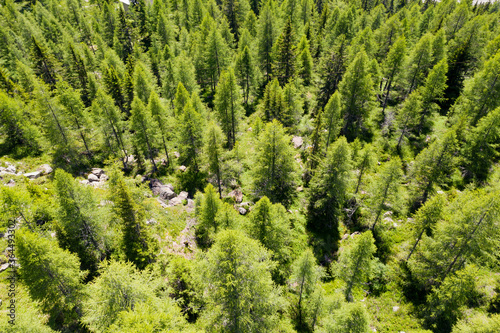 larch forest in the high mountains