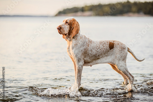 Beautiful Bracco Italiano pointer on rocks at sea landsape