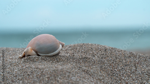 shell on the beach