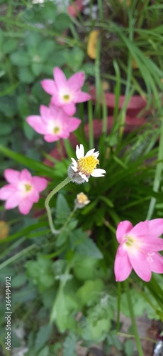 pink cosmos flower