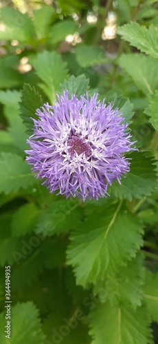 purple thistle flower