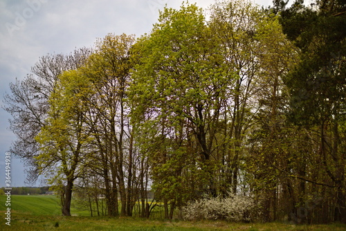 Fototapeta Naklejka Na Ścianę i Meble -  spring trees