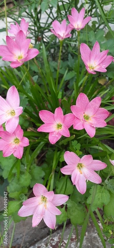 pink flowers in the garden