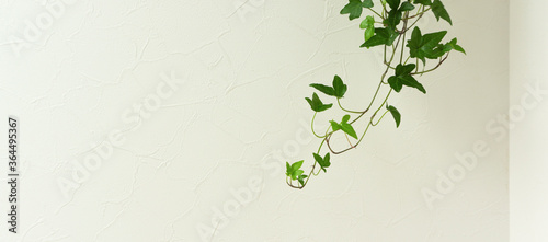 Star-shaped vine houseplant and white wall background material. 星形のつる性の観葉植物と白い壁の背景素材