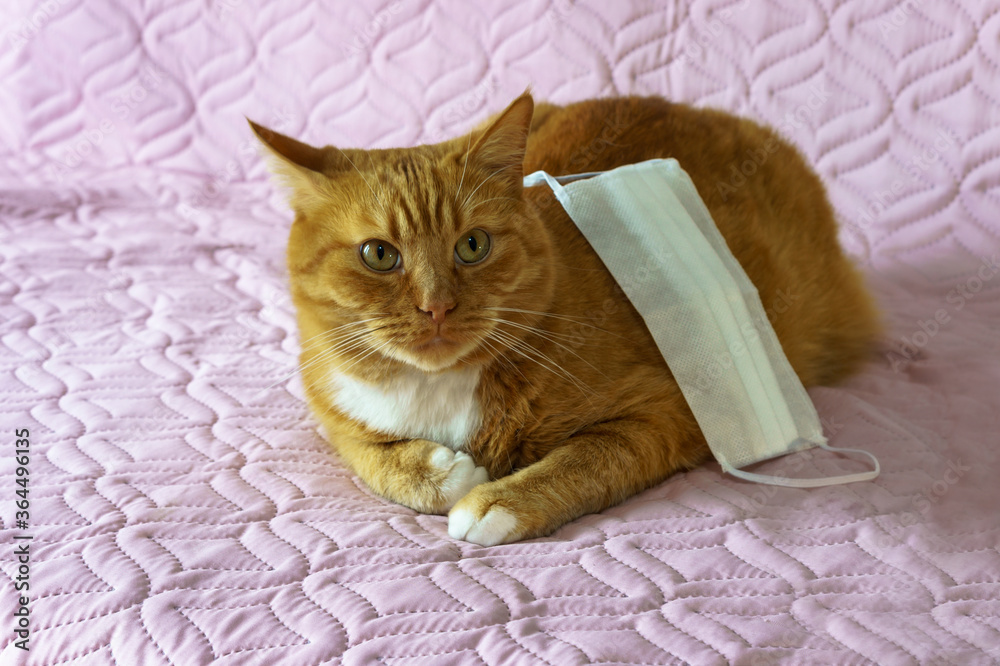Red house cat and sanitary facial mask. Medical mask and cat.