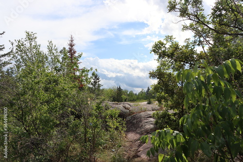 tree in the mountains