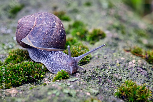 Gefleckte Weinbergschnecke ( Cornu aspersum ). photo