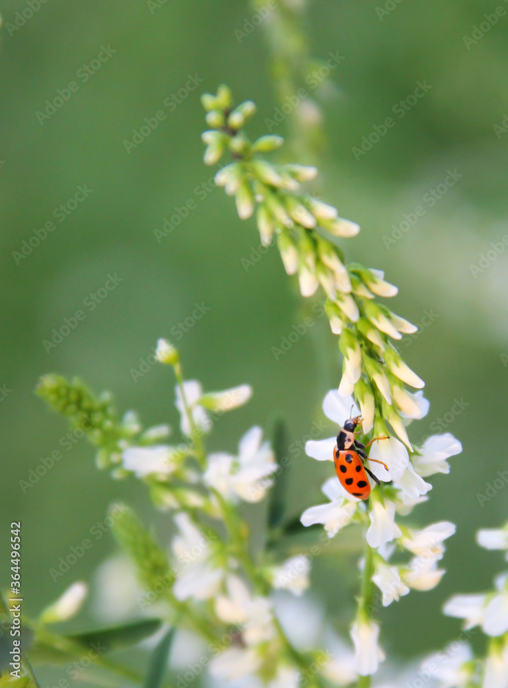 ladybird on a  white flower