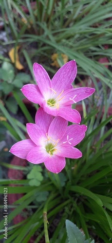 pink flower