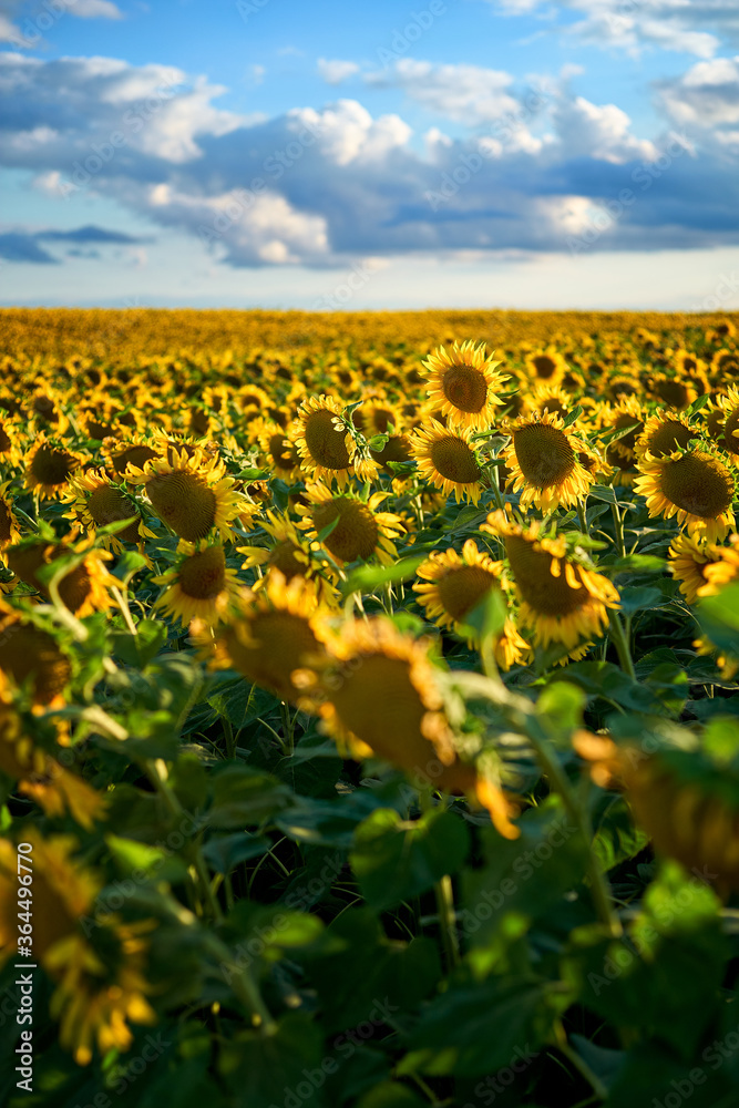 Obraz premium sunflower field in the summer