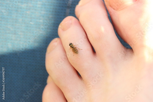 Steckmücken Bremsen auf Haut, stechen Menschen, Fuß, Arm, Körperstellen