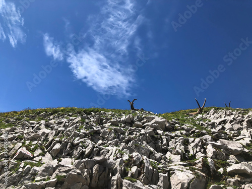 Herd of Capricorns on a alpine mountain trail between Rotsteinpass and Wildhauser Schafberg on the rocky ridge line. In the Alpstein area, Säntis, Swiss alps. Found while Trail running.