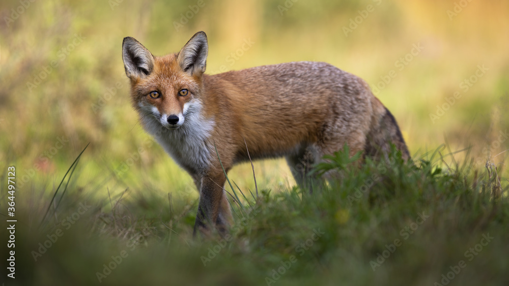 Red fox, vulpes vulpes, standing in grass and looking to the camera. Wild animal watching on field with blurred background. Predator staring from grassland.