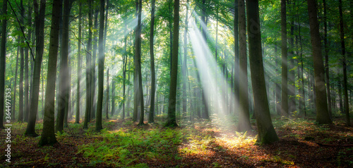 Beautiful morning in the forest