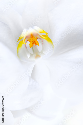 orchid flower closeup