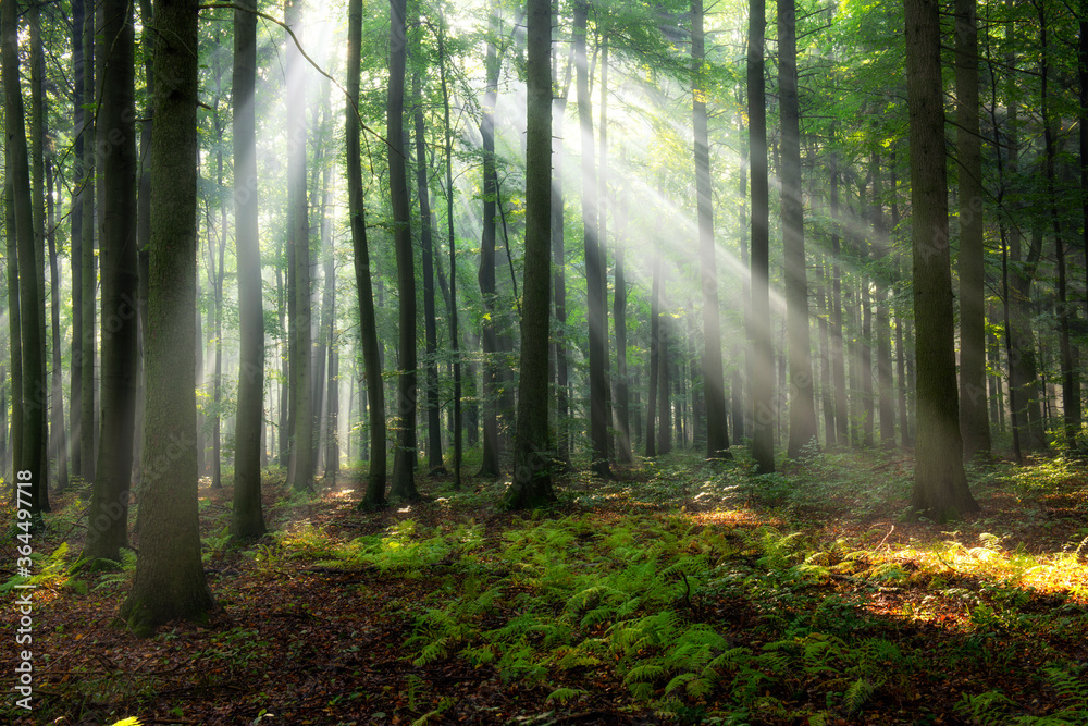 Beautiful morning in the forest Beautiful morning in the forest