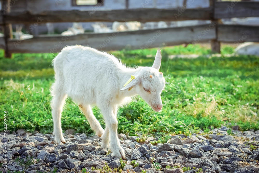 Obraz premium A little kid on a goats farm grazes on the grass