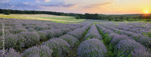Lavender field at sunset panorama.