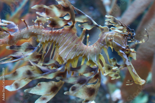 Seahorse Among Seaweed