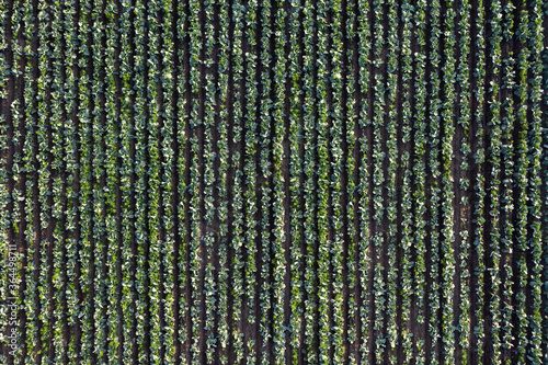 Cabbage plantation in the field. Vegetables grow in a rows. Aerial view from drone