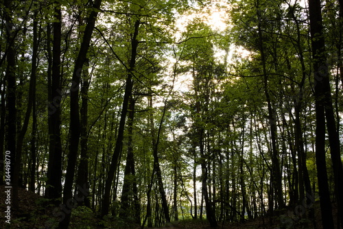Fototapeta Naklejka Na Ścianę i Meble -  sunny forest