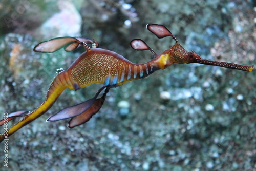 Seahorse Among Rocks