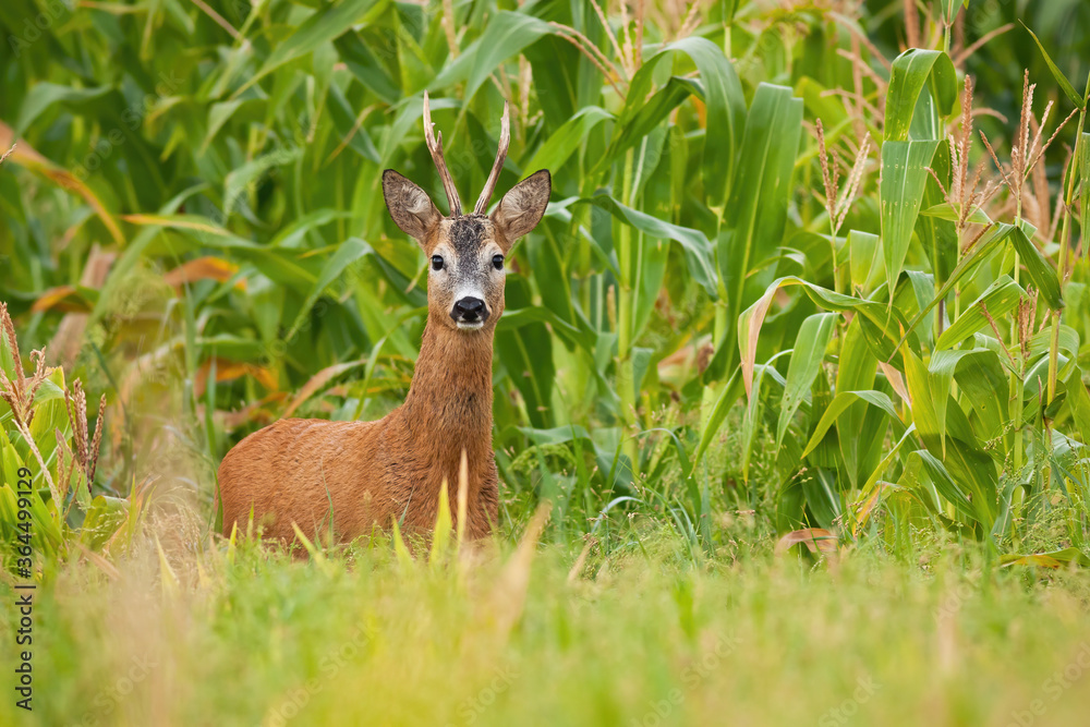 Roe deer, capreolus capreolus, buck standing in corn field during the summer. Male animal with antlers and orange fur in agricultural country looking to the camera from front. Roe deer, capreolus capreolus, buck standing in corn field during the summer. Male animal with antlers and orange fur in agricultural country looking to the camera from front.