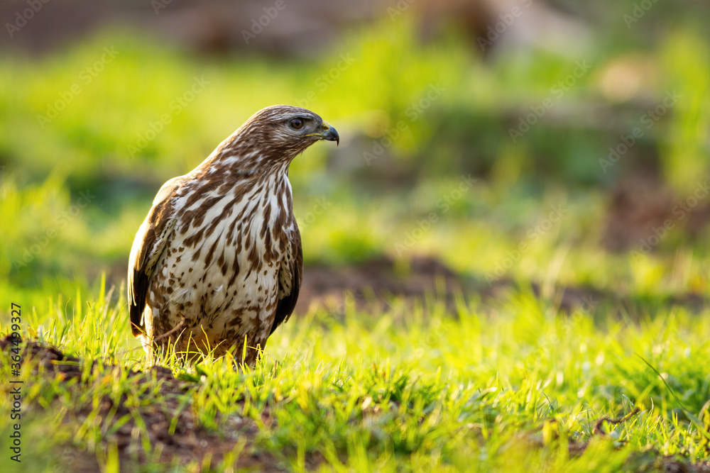 Majestic common buzzard, buteo buteo, standing on glade in sun light. Proud bird of prey looking on grass from front view. Wild animal watching in summertime. Majestic common buzzard, buteo buteo, standing on glade in sun light. Proud bird of prey looking on grass from front view. Wild animal watching in summertime.