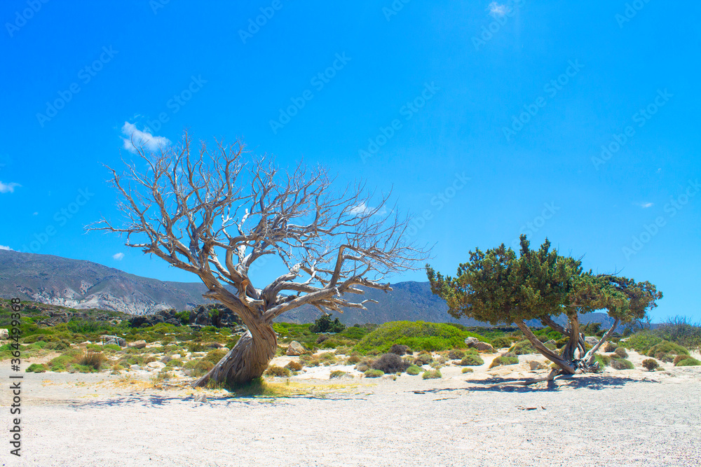 Picturesque Lone dead dry tree and green tree on the coast of the tropical island. Global warming concept. Picturesque Lone dead dry tree and green tree on the coast of the tropical island. Global warming concept.