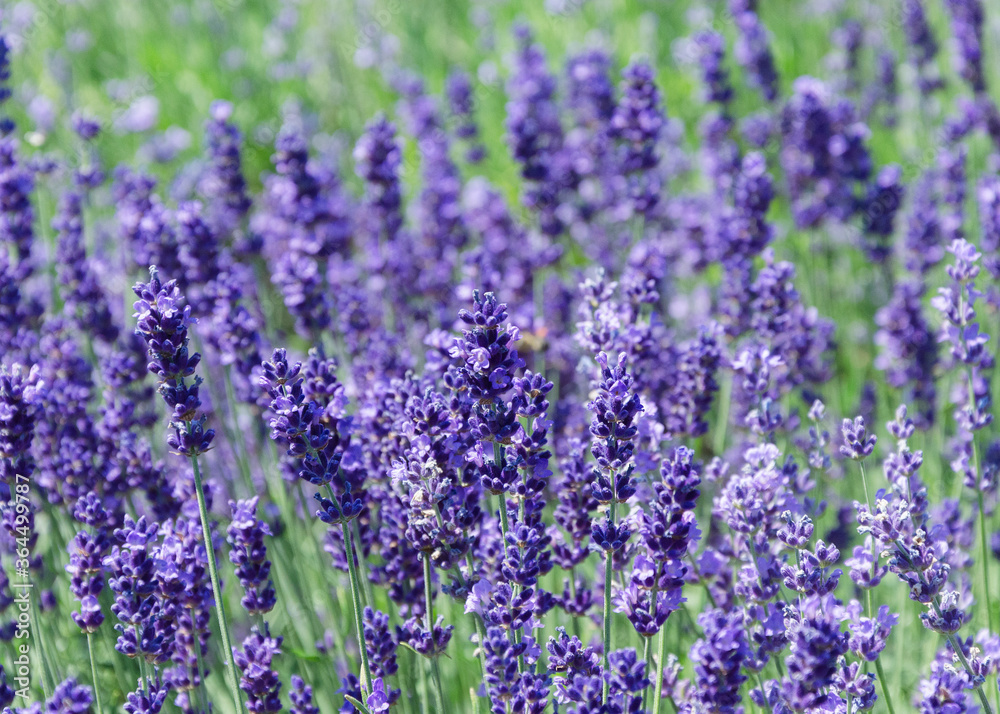 Lavender bushes close up Lavender bushes close up 2 Lavender bushes close up Lavender bushes close up 2