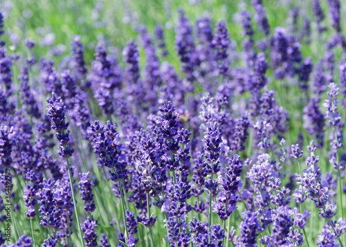 Lavender bushes close up Lavender bushes close up 2 © Hennadii Havrylko