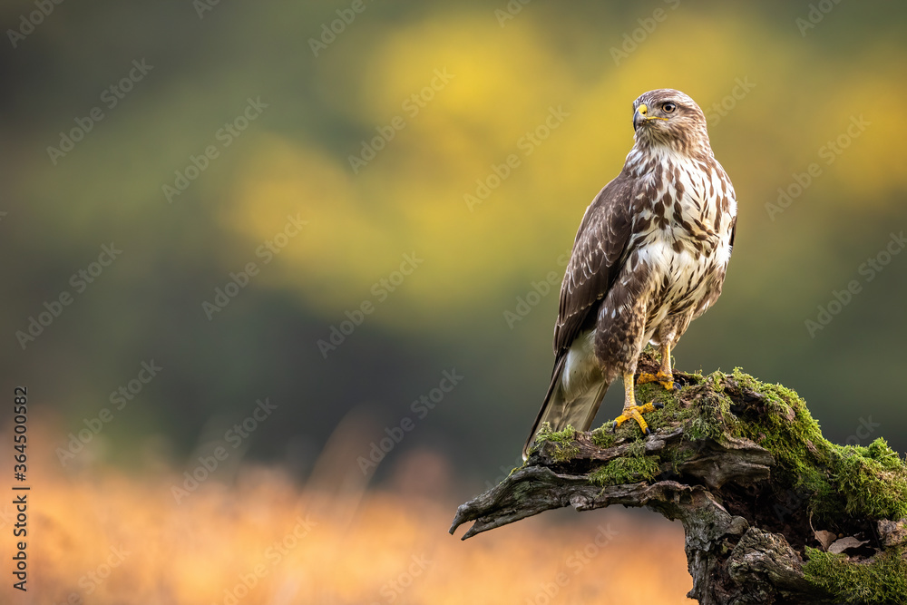 Impressive common buzzard, buteo buteo, sitting on branch in autumn with copy space. Dominance bird of prey observing on bough with moss. Feathered animal with white and brown plumage. Impressive common buzzard, buteo buteo, sitting on branch in autumn with copy space. Dominance bird of prey observing on bough with moss. Feathered animal with white and brown plumage.