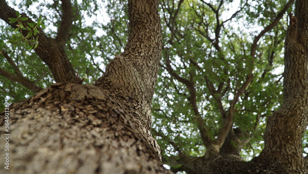 Tree bark texture. The body of the tree Tree bark texture. The body of the tree