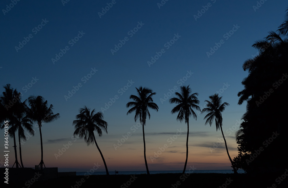 Naklejka premium palm trees at sunset