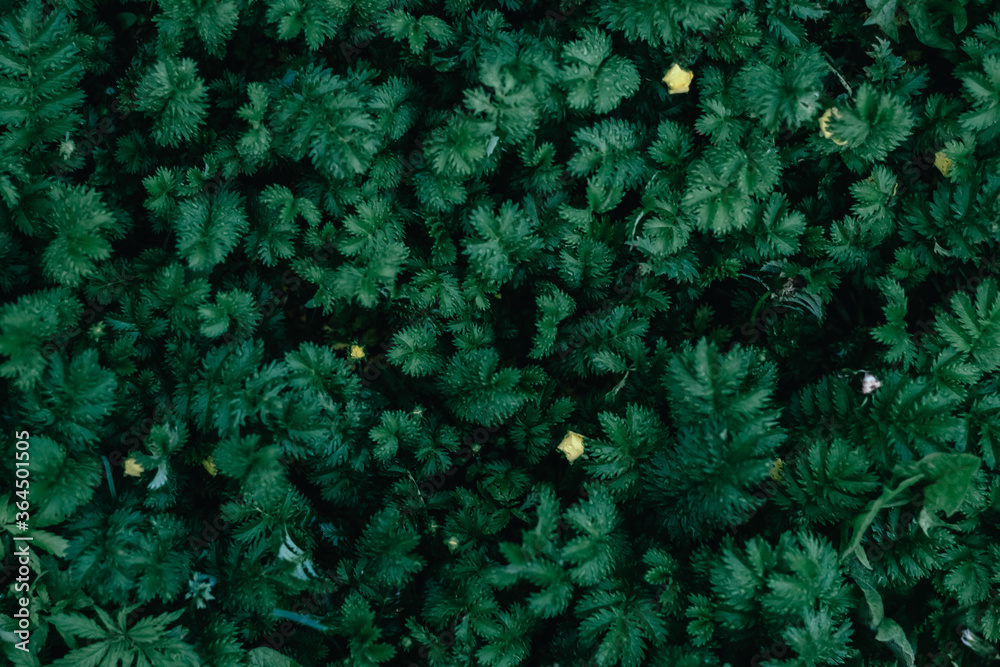 Green grass. Background. Green grass and small yellow flowers. Background and place for recording. Copy spase. Summer grass, lawn. Green grass. Background. Green grass and small yellow flowers. Background and place for recording. Copy spase. Summer grass, lawn.
