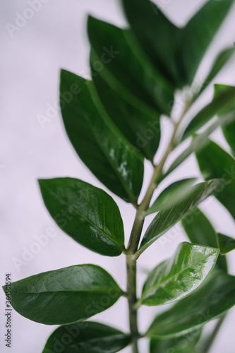 Zamioculcas Zamiifolia plant in white flower pot stand on wooden stool on a light background. Modern houseplants with Zamioculcas plant  minimal creative home decor concept  garden room