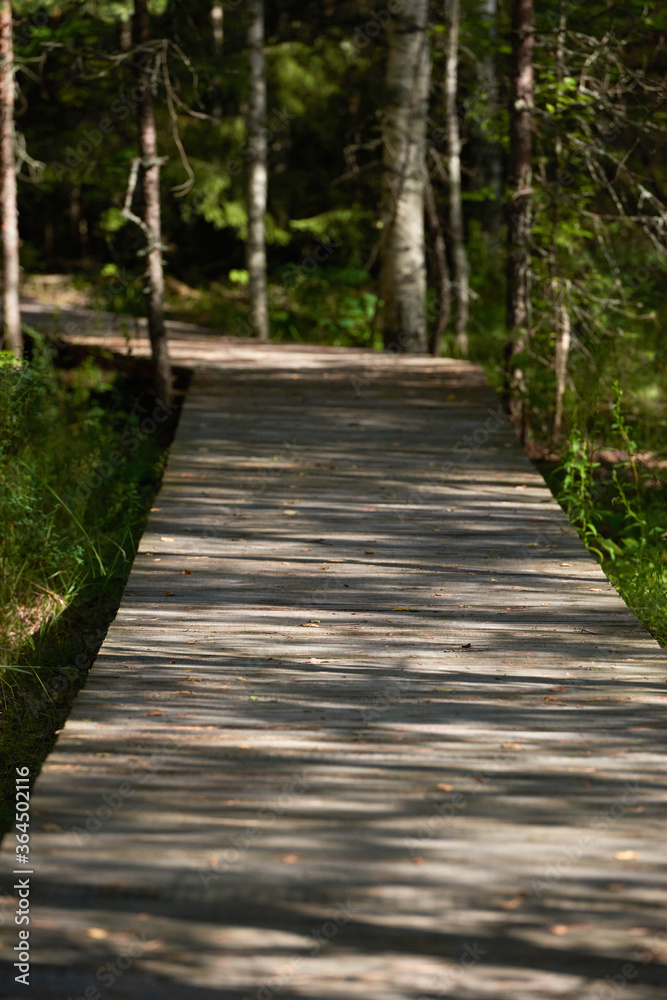 Obraz premium wooden decking in the middle of a pine forest