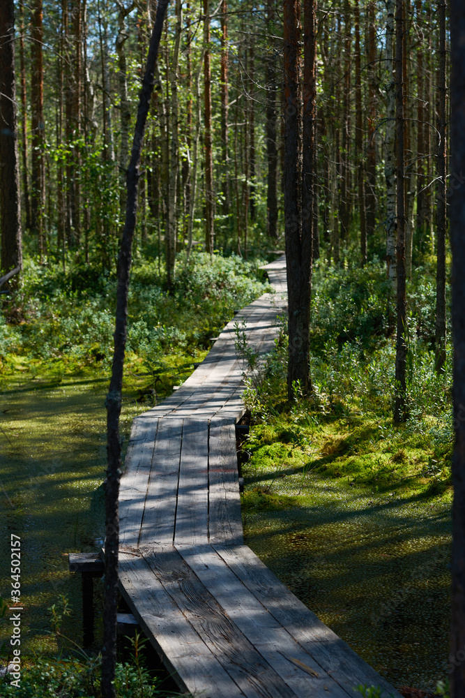 Obraz premium wooden decking in the middle of a pine forest