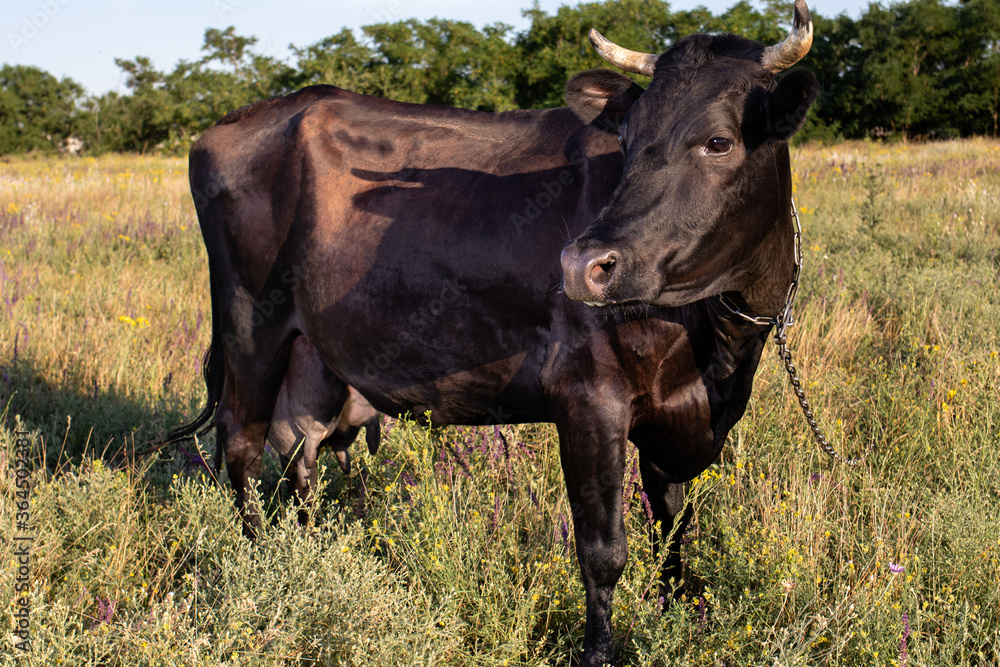 A black cow with a chain around its neck grazes on a meadow and eats grass. Cow grazing, pasture and dairy farm. A black cow with a chain around its neck grazes on a meadow and eats grass. Cow grazing, pasture and dairy farm.