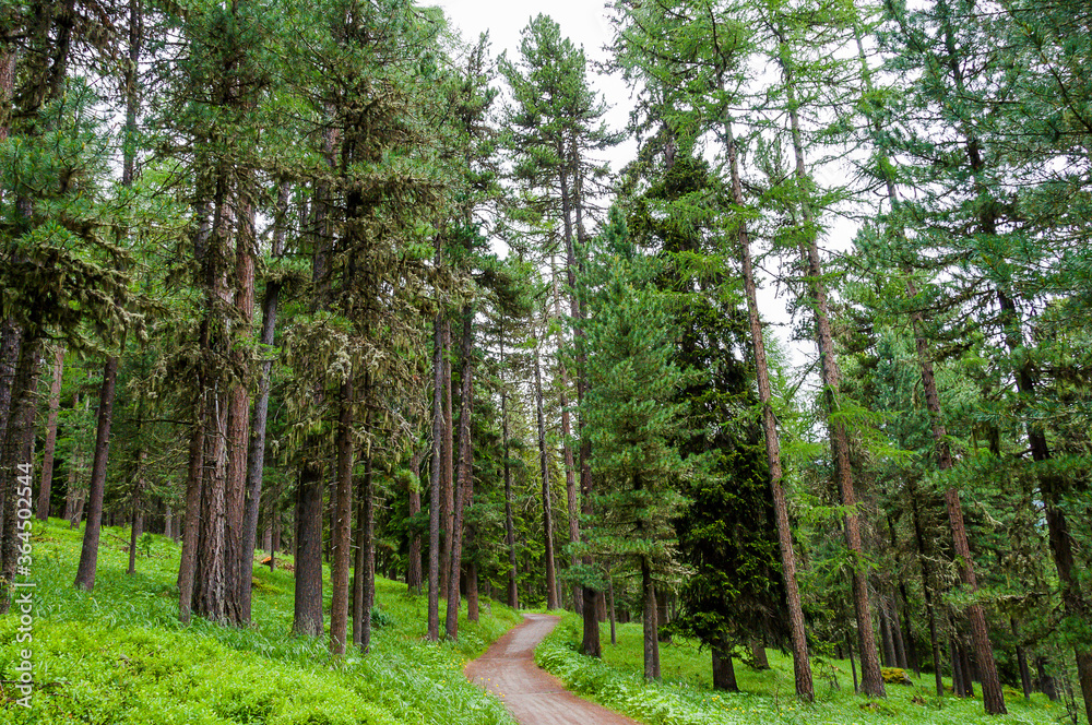 Fototapeta premium Stazerwald, Wald, Waldweg, Wanderweg, Stazersee, Rosatschgruppe, St. Moritz, Lärche, Arve, Bergföhre, Hochmoor, Wildruhezone, Alpen, Oberengadin, Graubünden, Sommer, Schweiz
