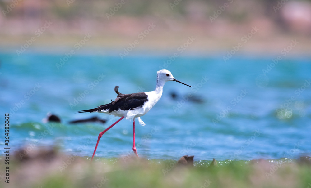 Obraz premium Black-winged Stilt roaming around lake bed