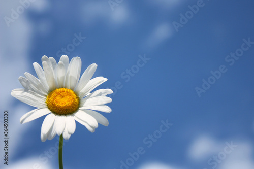 chamomile against blue sky