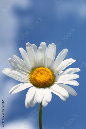 daisy on blue sky