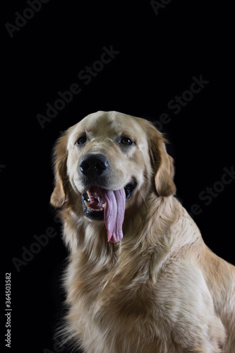 Portrait of an adorable golden retriever looking to the camera and cut of with a black color as background © Colozio