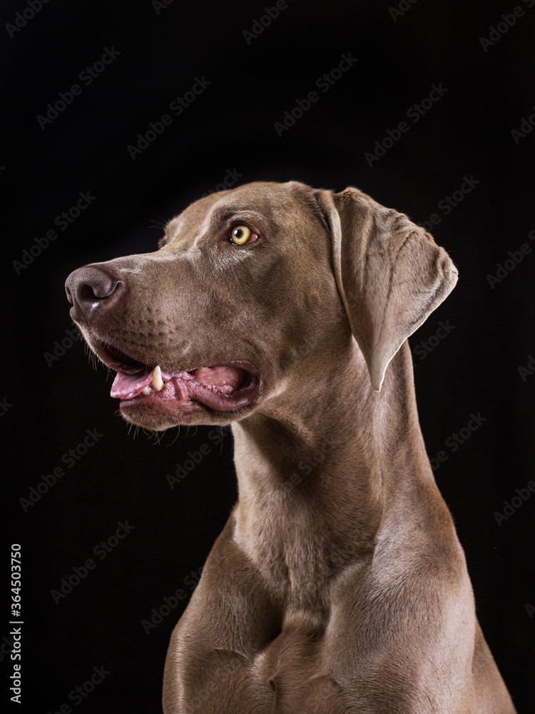 Portrait of an adorable gray weimaraner looking to the left side cut of with a black color as background Portrait of an adorable gray weimaraner looking to the left side cut of with a black color as background